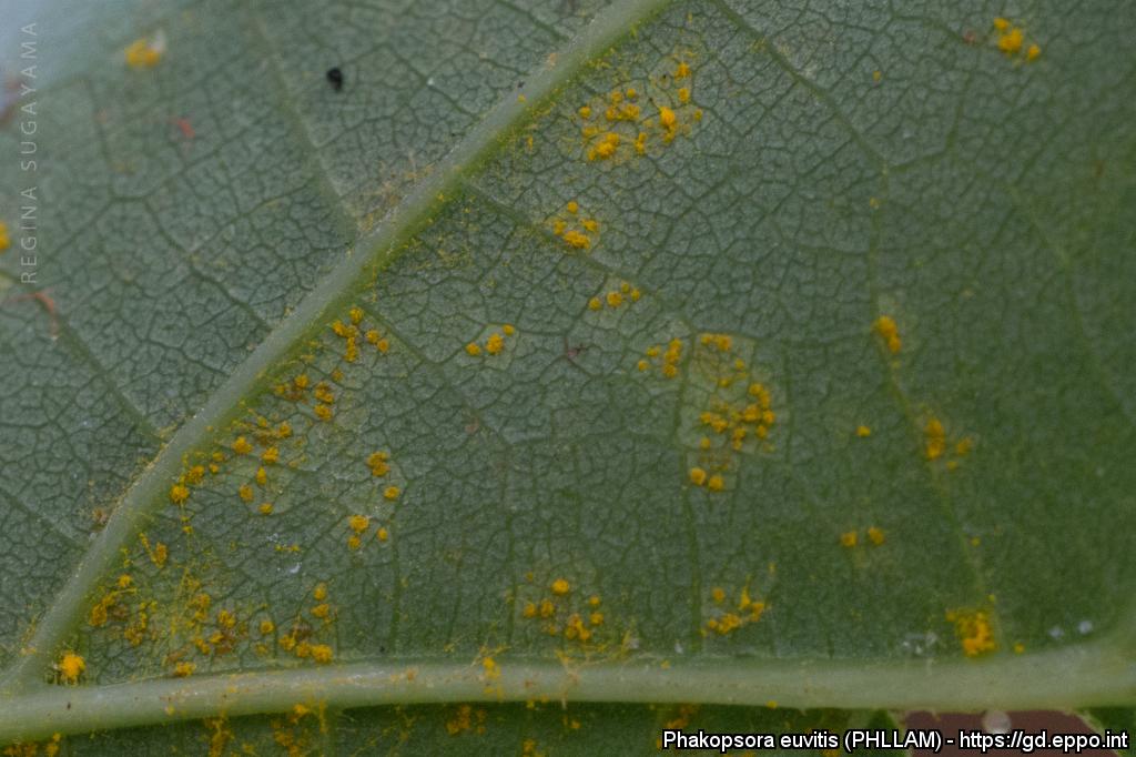 Представитель Семейства Phakopsoraceae
